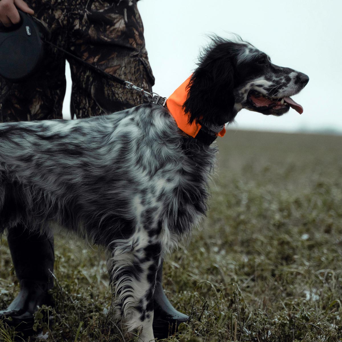 Our professional guides and expertly trained pointing dogs will ensure a productive and enjoyable hunt.