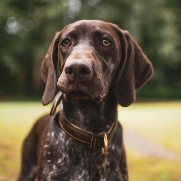 hunting dog portrait