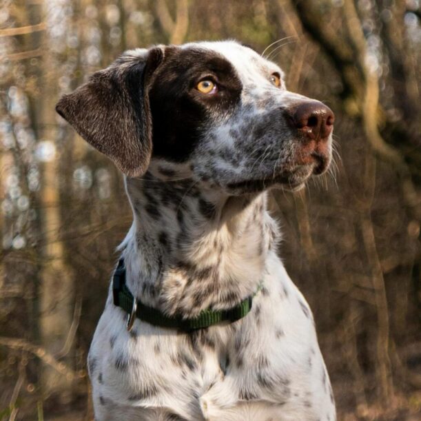 hunting dog portrait