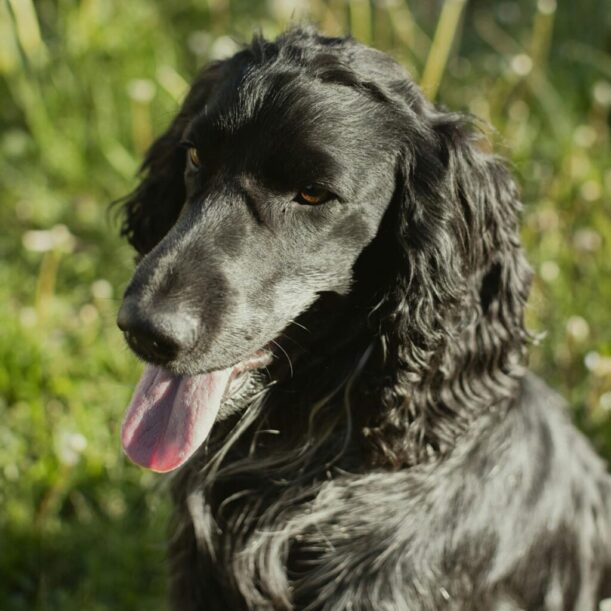 hunting dog portrait