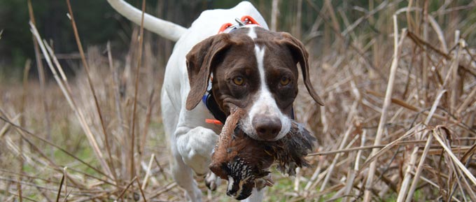 hunting dog in grass carrying quail in mouth